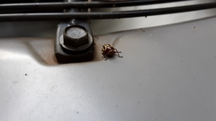 Cryptocephalus venustus