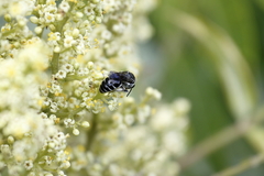 Colletes nudus