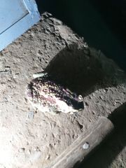 Sclerophrys mauritanica