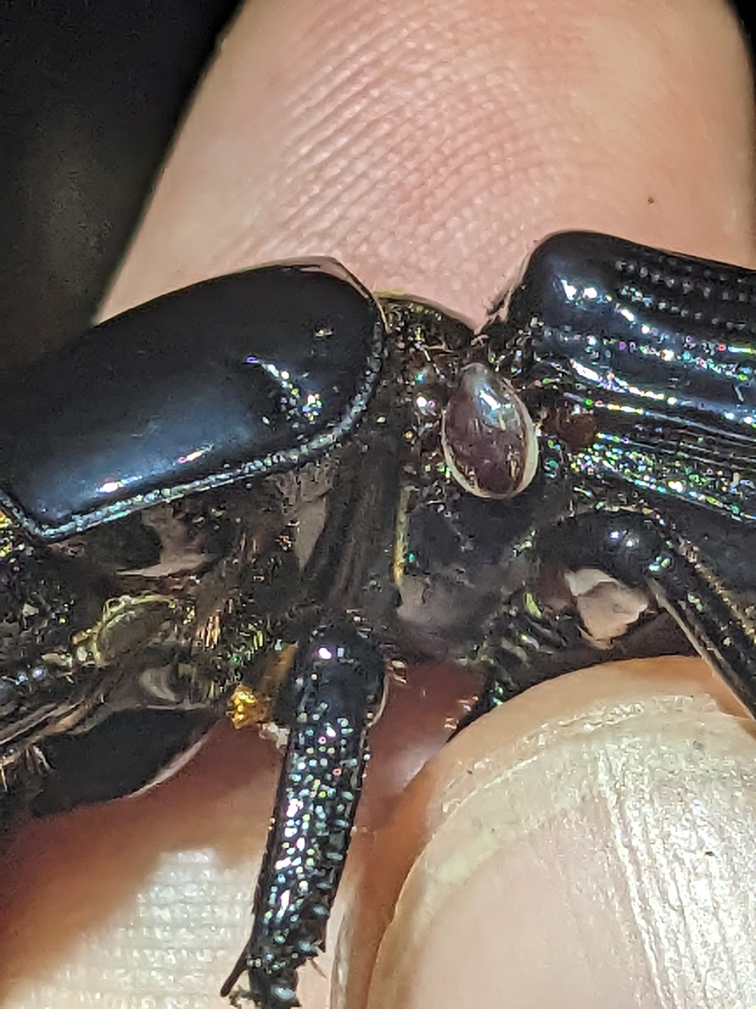 Megisthanus leviathanicus Seeman, 2017