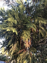 Calocedrus decurrens