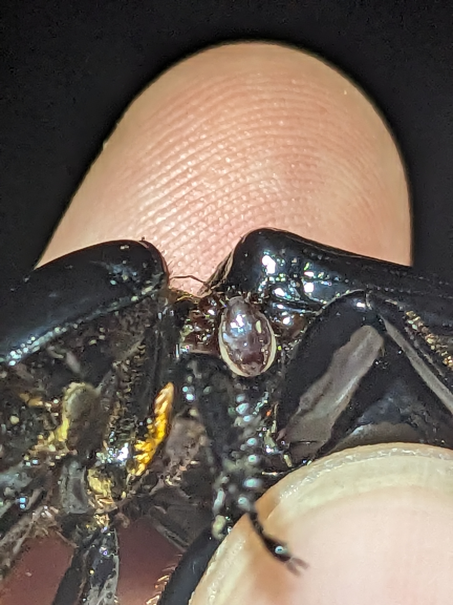 Megisthanus leviathanicus Seeman, 2017