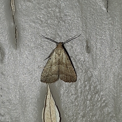 Hypenodes fractilinea