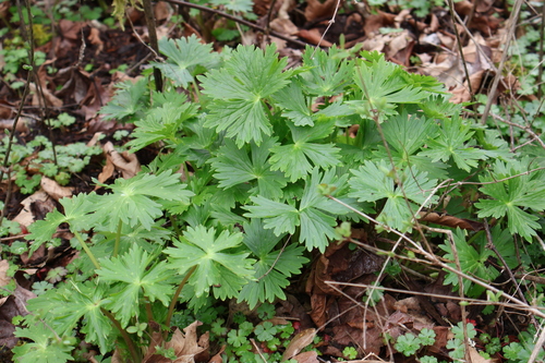 Image of Delphinium trolliifolium by (c) Gail A Baker, some rights reserved (CC BY)