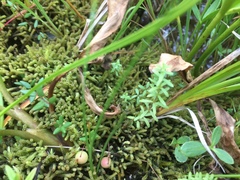 Galium labradoricum