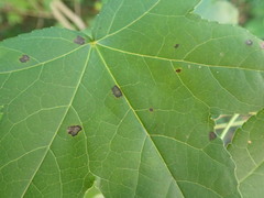 Cercospora liquidambaris