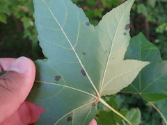 Cercospora liquidambaris