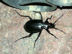 Calosoma