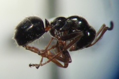 Formica neogagates