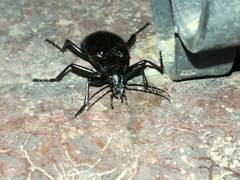 Calosoma