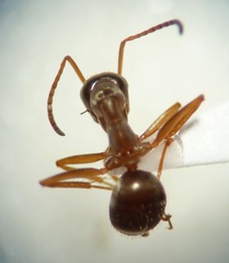 Formica pacifica