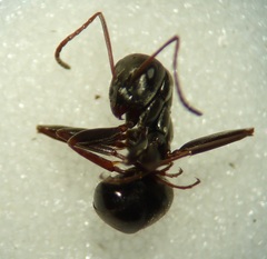 Formica subaenescens
