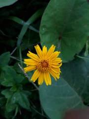 Sphagneticola trilobata