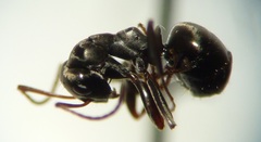 Formica subaenescens