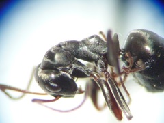 Formica subaenescens