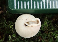 Euchemotrema fraternum