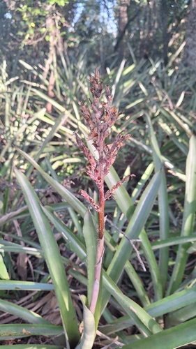 Image of Aechmea distichantha by (c) Gonzalo Roget, some rights reserved (CC BY)