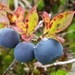 Dwarf Bilberry - Photo (c) Paul Norwood, some rights reserved (CC BY-NC), uploaded by Paul Norwood