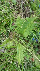 Oreopteris quelpartensis