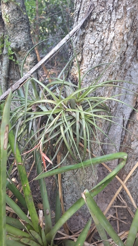 Tillandsia vernicosa, photograph 6