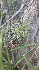 Tillandsia vernicosa, photograph Gonzalo Roget, CC BY, iNaturalist via GBIF