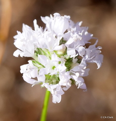 Gilia capitata