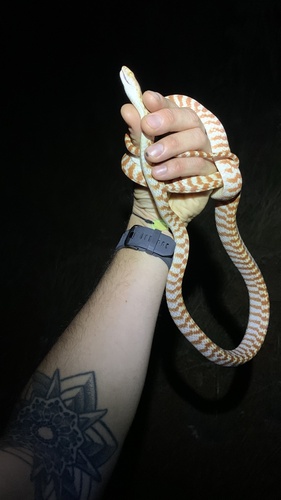 Brown Tree Snake sighting