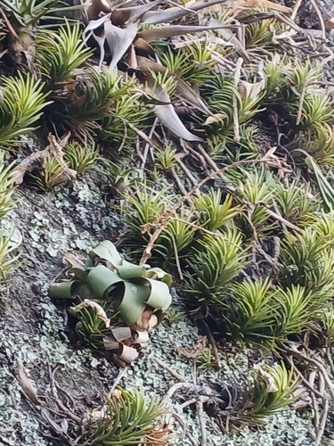 Vriesea saundersii, photograph 4