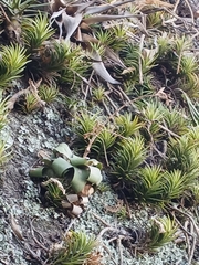 Vriesea saundersii, photograph author not stated, no rights reserved