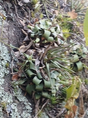 Vriesea saundersii, photograph author not stated, no rights reserved