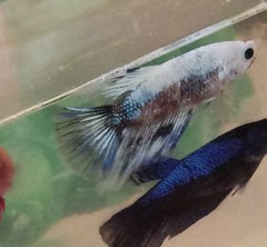 Betta