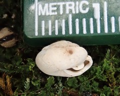 Euchemotrema fraternum
