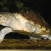 Razor-backed Musk Turtle - Photo Ltshears, no known copyright restrictions (public domain)