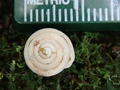 Euchemotrema fraternum
