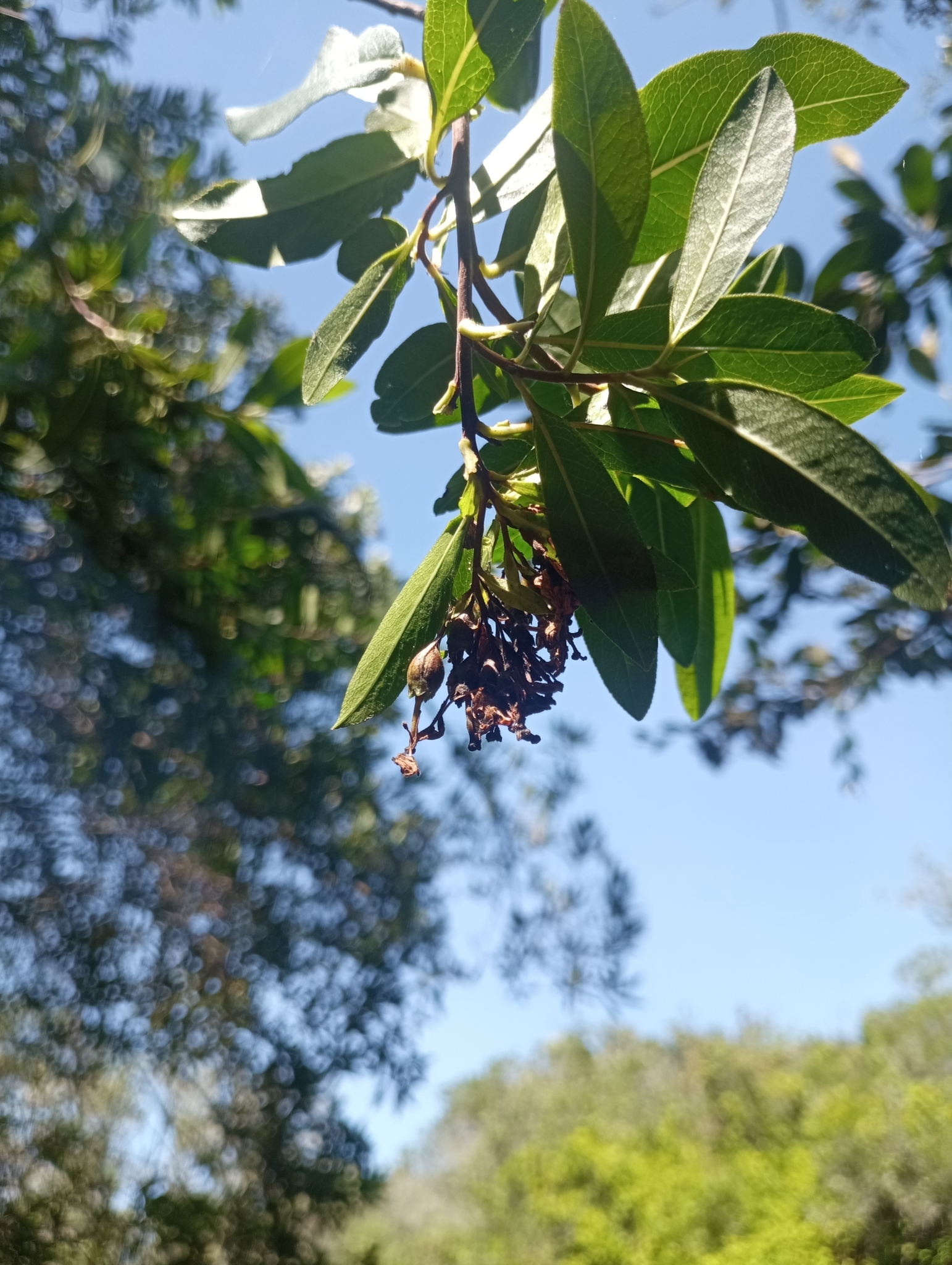 Imagem de Siete-sangrias