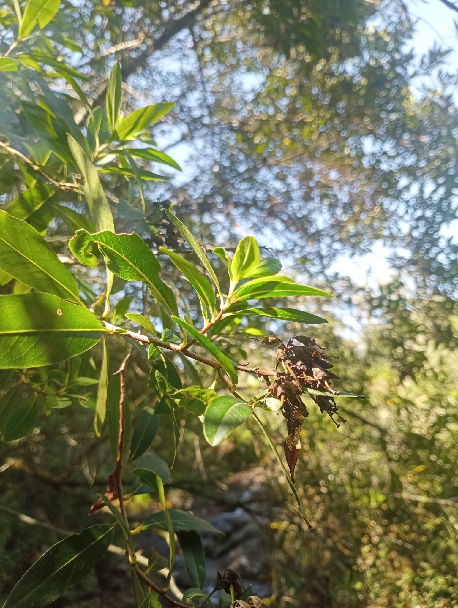 Imagem de Siete-sangrias