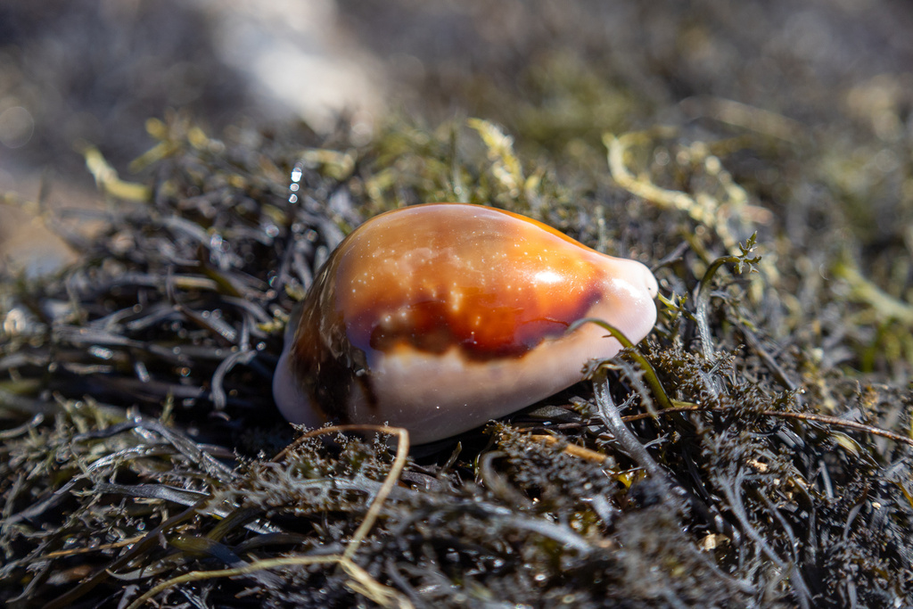 Photo of a Chestnut Cowry
