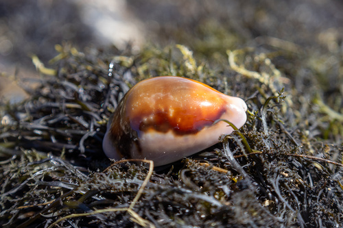 Chestnut Cowry