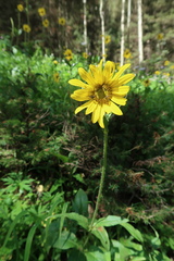 Helianthella