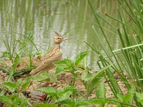Crested Lark