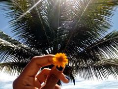 Sphagneticola trilobata