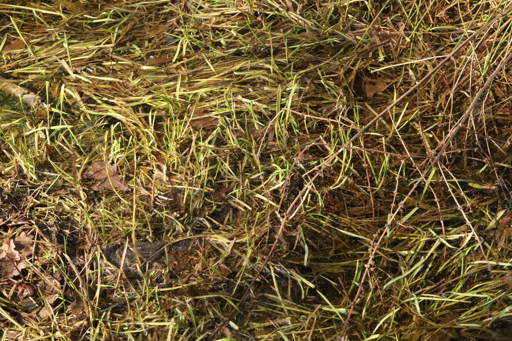 Imagem de Capim-arroz