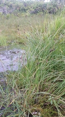 Carex pluriflora