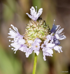 Gilia capitata