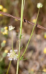 Gilia capitata