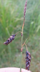 Carex pluriflora