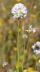Gilia capitata