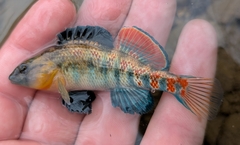 Highland Rim Darter photo 3