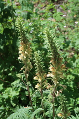 Pedicularis procera