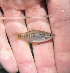 Diamond Killifish photo 4
